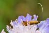 Nemophora metallica